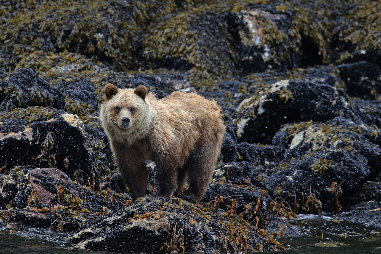 Wildlife Conservation and Ethical Hunting: Can They Coexist?